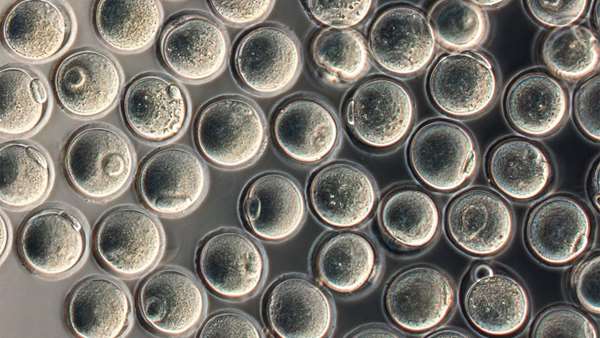 استفاده از سلول های بنیادی موش برای تولید تخمک در شرایط آزمایشگاهی