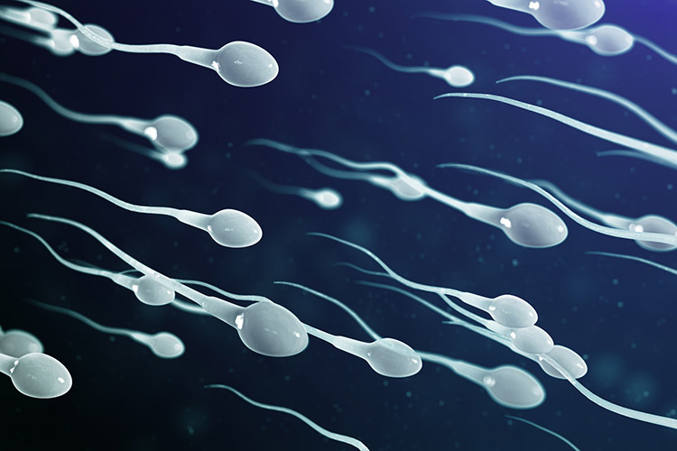 تولید اسپرم از سلول های بنیادی در موش