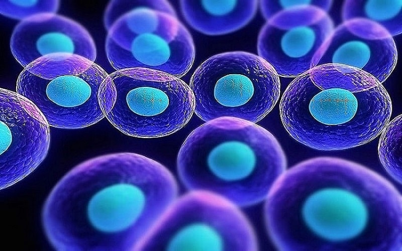 پروتکل جدید کشت سلولی برای القای تمایز سلول های بنیادی جنینی موش