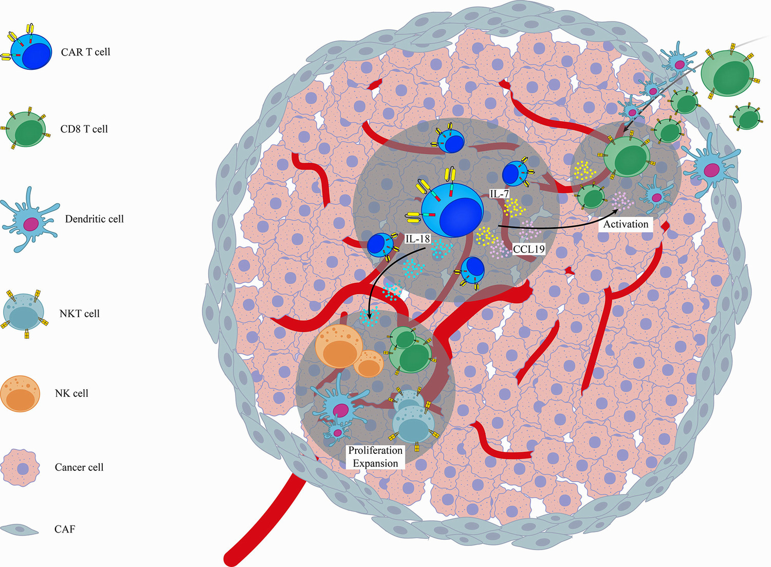 اصلاح ژنتیکی پیام‌رسان سایتوکین برای افزایش کارایی درمان با CAR T Cell