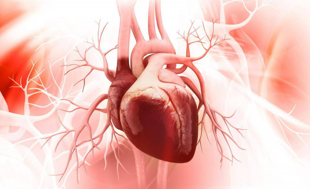 محققان سلول های محافظ جنینی قلب انسان را تولید می کنند