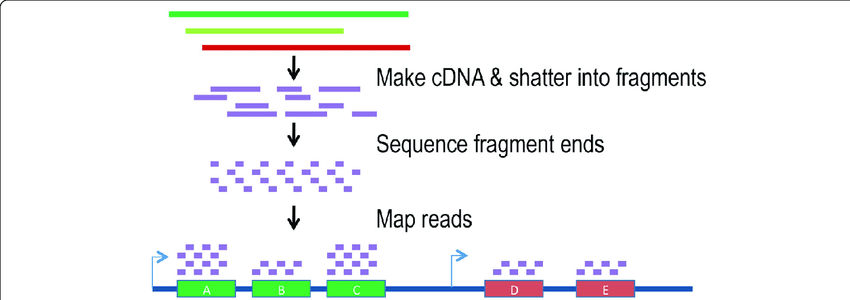 توالی یابی RNA