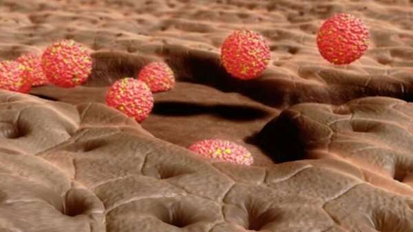 تزریق ساختارهای سلولی سه بعدی ترمیم روده آسیب دیده را ممکن می سازد