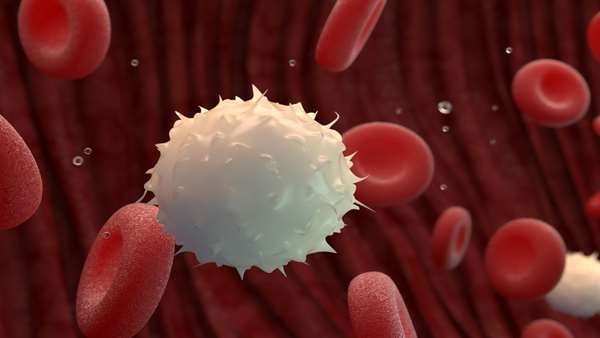 محققان تنظیم‌کننده کلیدی رشد سلول‌های بنیادی خون را شناسایی کردند