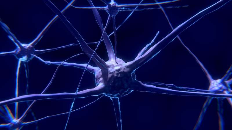 شناخت عمیق سلول مغز میتواند منجر به درمانهای جدید ‏برای بیماری هایی با زمینه نورولوژیکی شود.‏