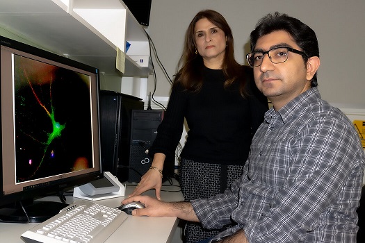 روش جدید سلول درمانی برای درمان اسیب های نخاعی توسط محققان ‏ایرانی دانشگاه مانیتوبا