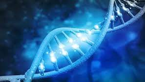 یافته های جدید قطعات DNA میتوکندری در خون را به عنوان نشانگرهای زیستی مهم برای پیری و التهاب نشان می دهد