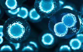 دانشمندان سلول های معده انسان را برای درمان دیابت هدف قرار می دهند: