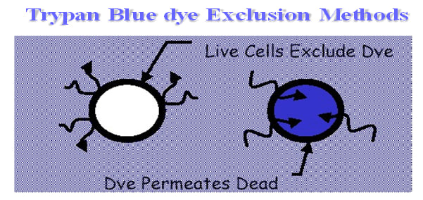 شکل 2-4 – نفوذپذيری غشای سلول مرده به رنگ تريپان بلو