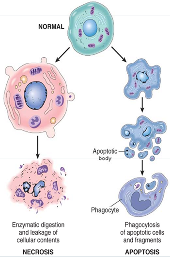 شکل 2- 6 - فرايند های آپوپتوز و نکروز سلولی.