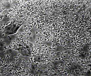 شکل 3-3 تصوير ميکروسکوپ نوری محيط کشت آلوده به مخمر.