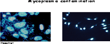 شکل 3-5 تشخيص مايکوپلاسما، رنگ¬آميزی هوخست. رنگ¬آميزی هوخست وجود DNA مايکوپلاسما را در سيتوپلاسم سلول¬های آلوده تأييد می¬کند.