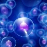 مطالعه نشان می دهد که سلول های بنیادی پرتوان اصلاح شده ژنتیکی ممکن است پس از پیوند از رد ایمونولوژیک فرار کنند