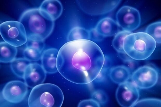 مطالعه نشان می دهد که سلول های بنیادی پرتوان اصلاح شده ژنتیکی ممکن است پس از پیوند از رد ایمونولوژیک فرار کنند